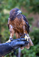 Horus on glove 1