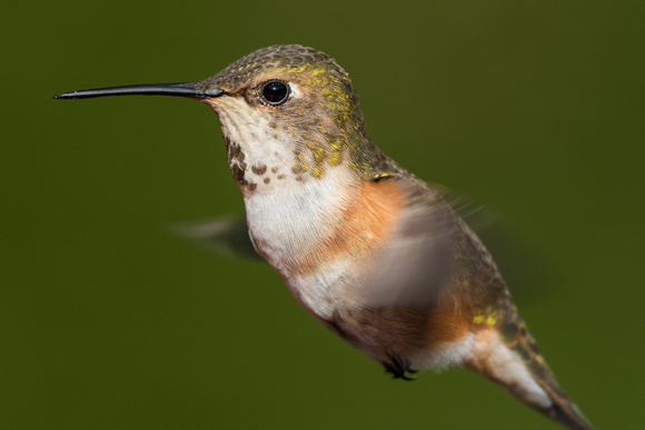 Female Rufous hummingbird (1 of 4)