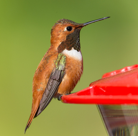 Male Rufous hummingbird at feeder