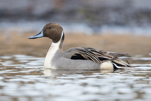 male Northern Pintail_