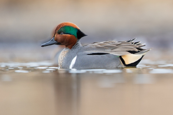 male Green Winged Teal