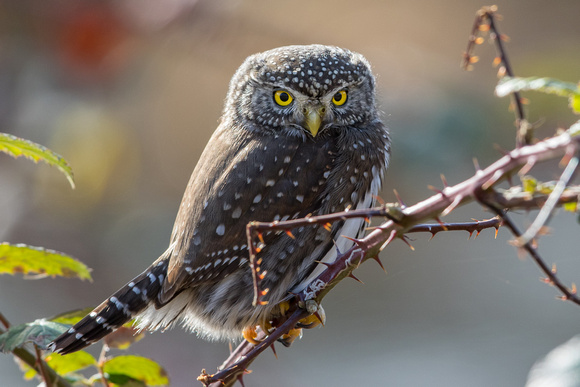 Pygmy Owl backlit (1 of 3)