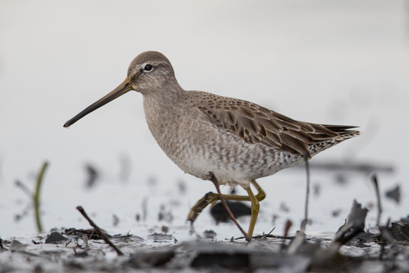 Long-Billed Dowitcher stepping