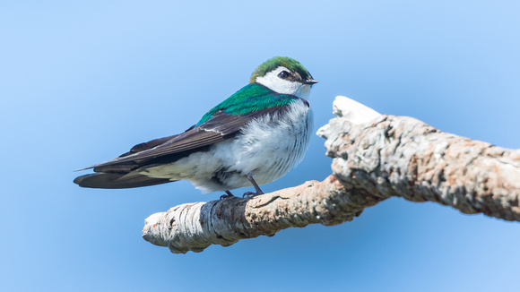 Violet-green swallow (1 of 1)