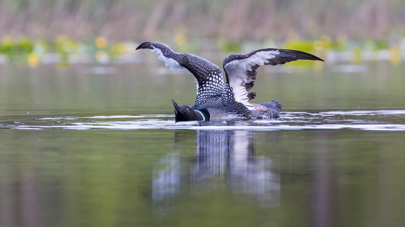 loon female takes a stretch