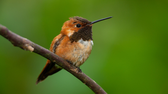 Rufous hummingbird male