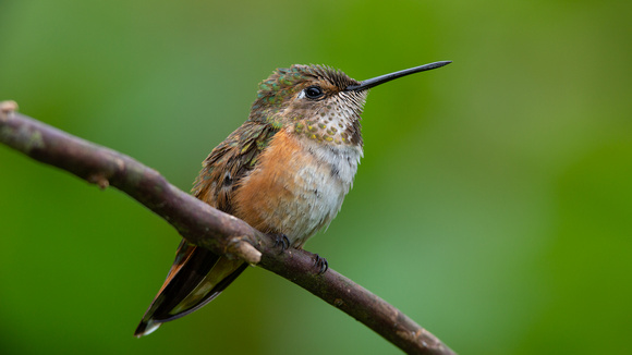 Rufous hummingbird female