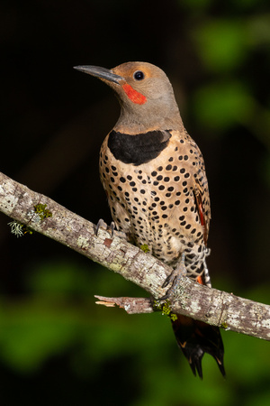 Red Shafted Northern Flicker male 1