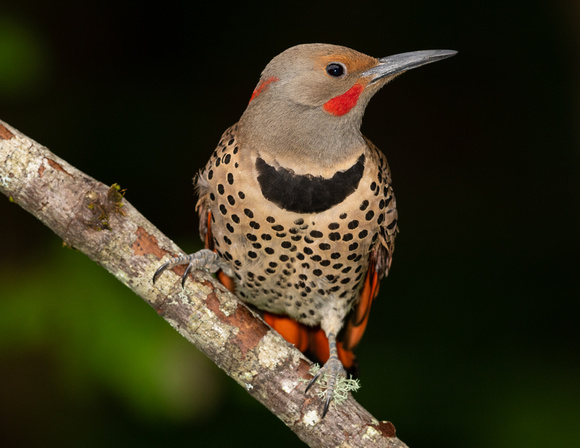 Red Shafted Northern Flicker male 2