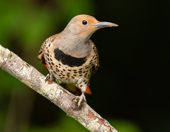 Red Shafted Northern Flicker female