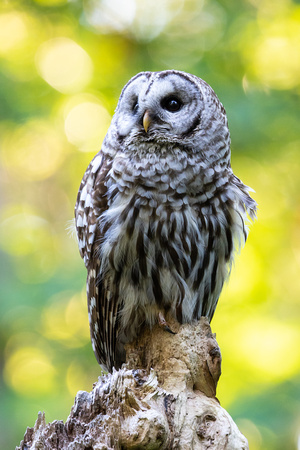 Barred owls (3 of 15)