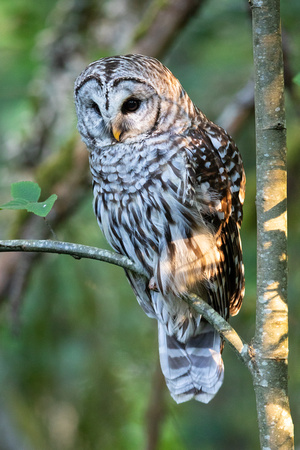 Barred owls (9 of 15)