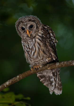 Barred owls (14 of 15)