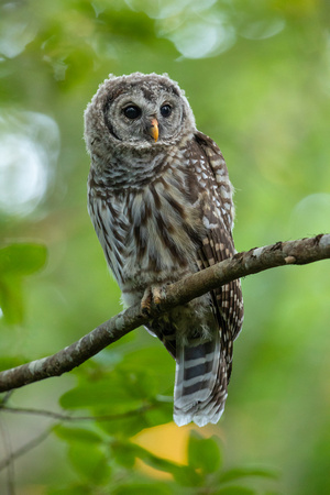 Barred owls (10 of 15)
