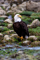 Bald Eagle portrait on the rocks