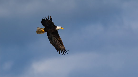 Bald Eagle flying 1