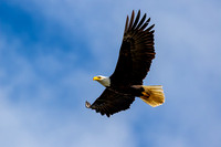 Bald Eagle flying 3