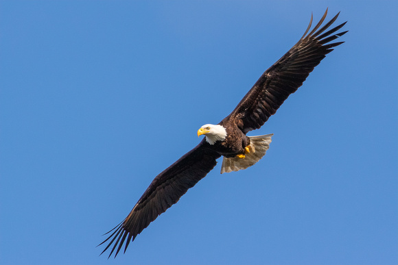 Bald Eagle flying 2