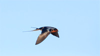 Barn Swallow in flight 2