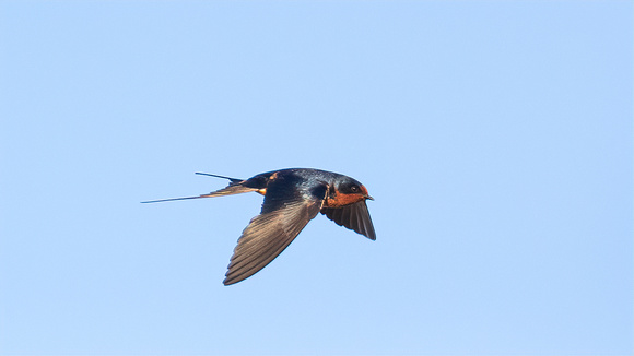Barn Swallow in flight 2