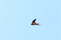 Barn Swallow in flight eating bug 2