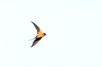 Barn Swallow in flight w bug 1