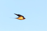 Barn Swallow in flight 3