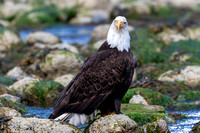 Bald Eagle on rocks 2
