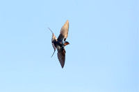 Barn Swallow in flight 1