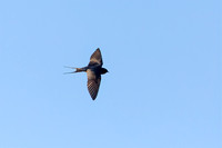 Barn Swallow in flight 4