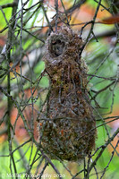 Bushtit nest with momma peeking out