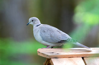 Eurasian Collared Dove 1