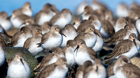 This Dunlin in a crowd