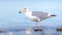 Glaucous-winged Gull picking up clam
