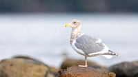 Glaucous winged Gull in winter