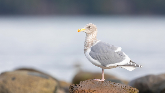 Glaucous winged Gull in winter