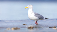 Glaucous-winged Gull walk