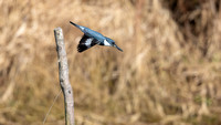 Kingfisher comes off perch