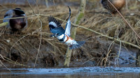 Kingfisher splash and fish exit 5