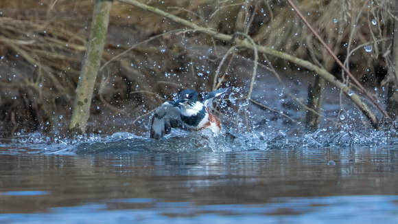 Kingfisher splash and fish exit 1