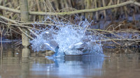 Kingfisher splash and fish exit 8