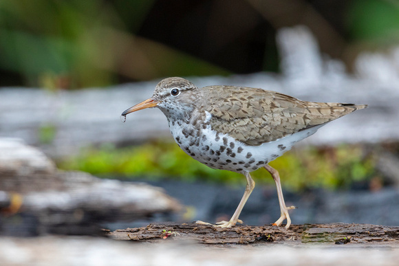 spotted sandpiper w wing