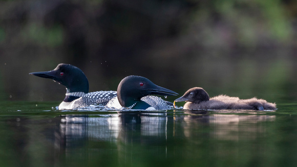 Common Loon family sidelit w fry