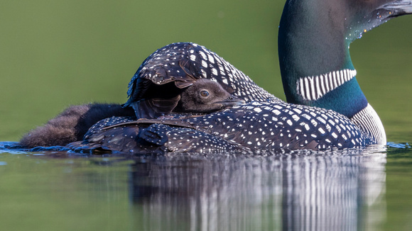 Loon chick not fitting under wing so well