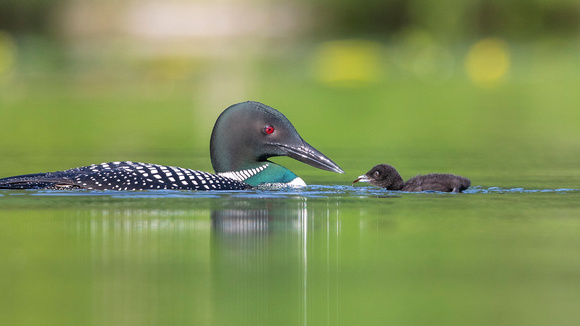 Loon baby day 2-13