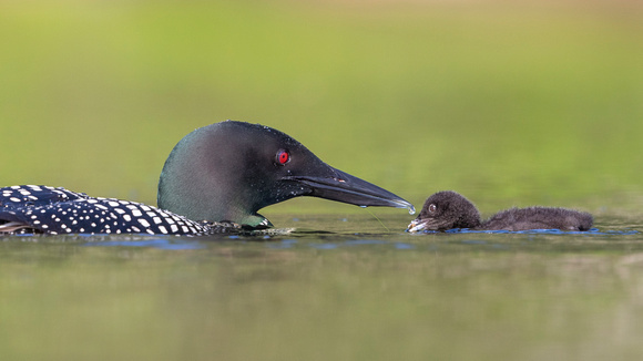Loon baby day 2-21