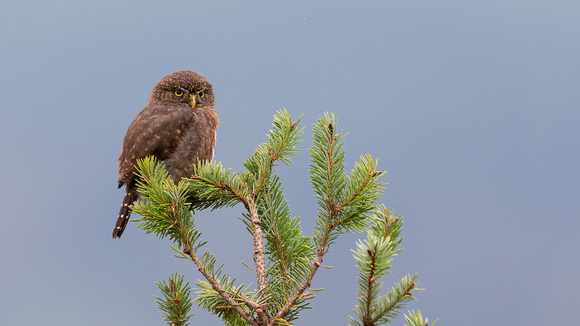 Pygmy on top of fir tree