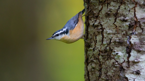 Red breasted Nuthatch on side of tree