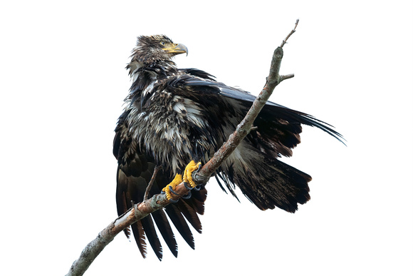 waterlogged juvenile Bald Eagle drying out