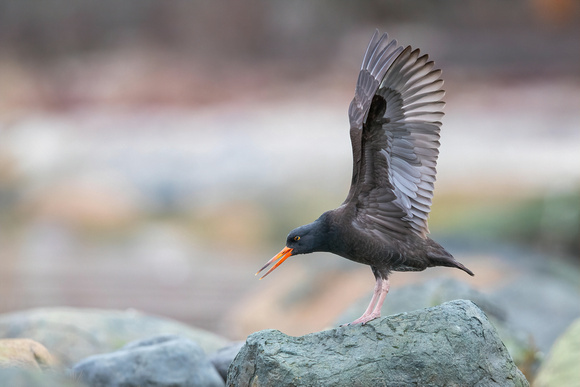 Black Oystercatcher wings up